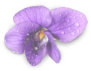 scentrend violet leaf 2013