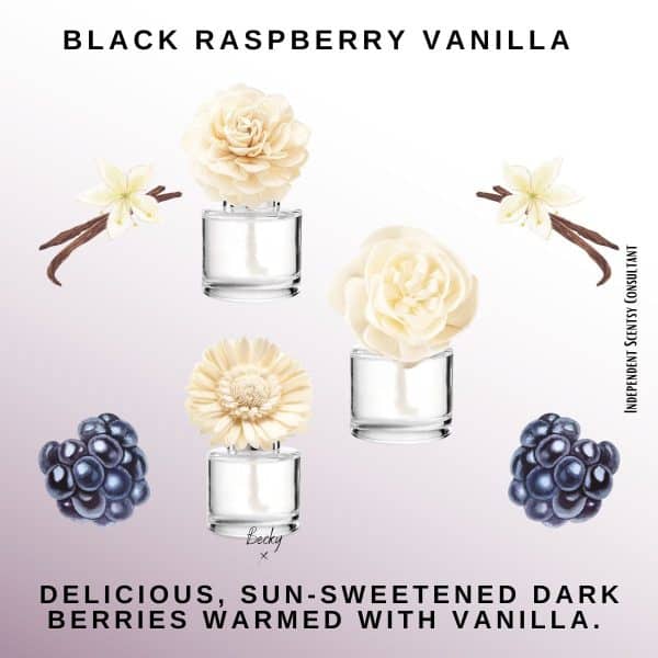 Black Raspberry Vanilla Scentsy Fragrance Flower