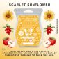 Scarlet Sunflower Scentsy Bar