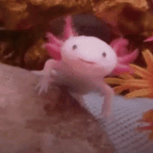 Blush the Axolotl Scentsy Buddy