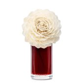 Vanilla Rose — Large Dahlia Darling Fragrance Flower